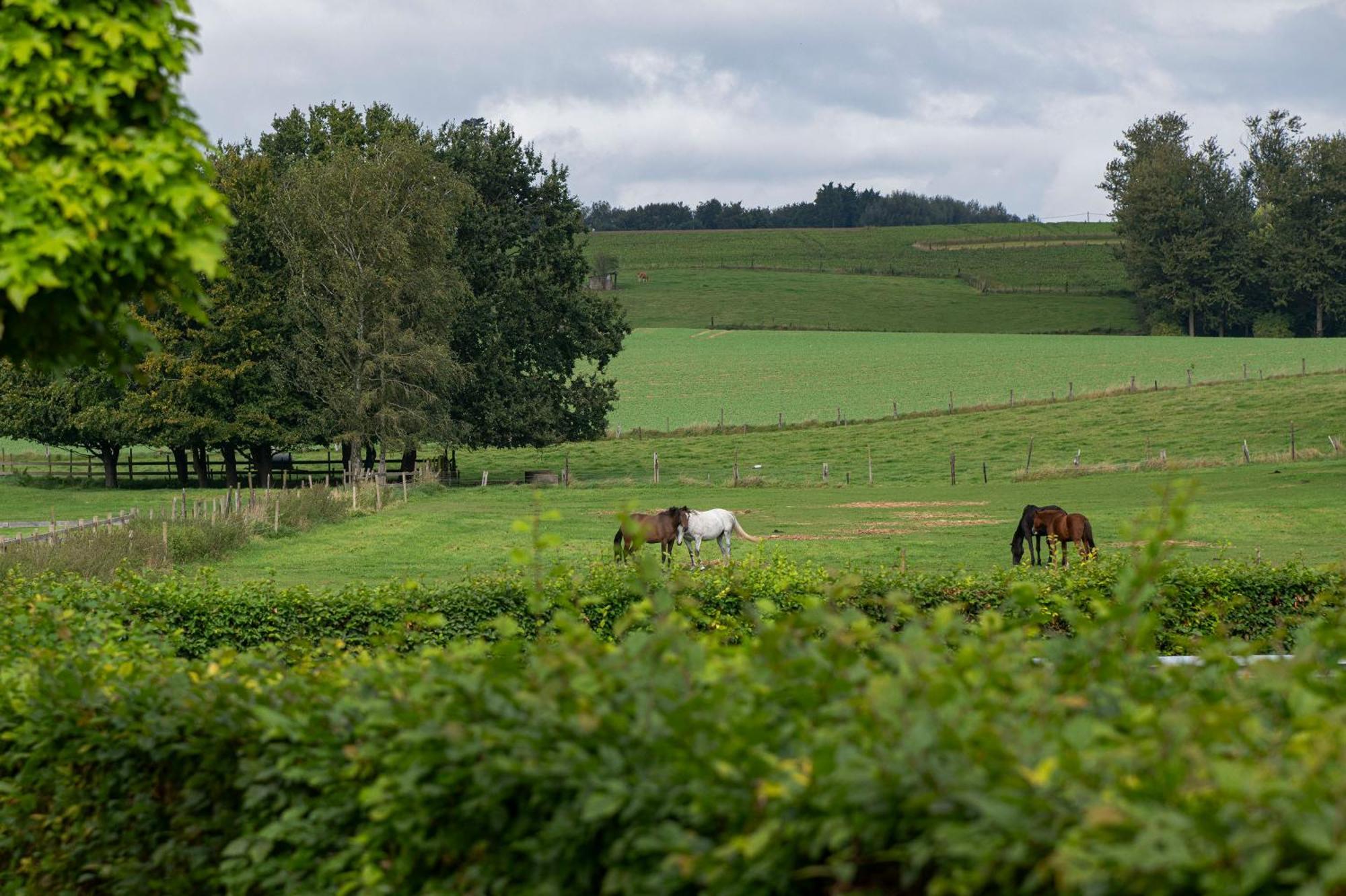 B&B Bertem Natuur Extérieur photo